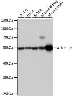 ABclonal Technology&nbsp;α-Tubulin Rabbit pAb