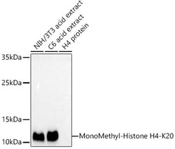 ABclonal Technology&nbsp;MonoMethyl-Histone H4-K20 Rabbit pAb