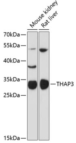 ABclonal Technology&nbsp;THAP3 Rabbit pAb