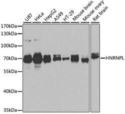 ABclonal Technology&nbsp;HNRNPL Rabbit pAb