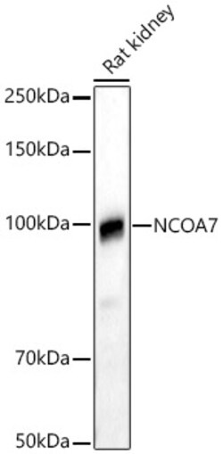ABclonal Technology&nbsp;NCOA7 Rabbit pAb