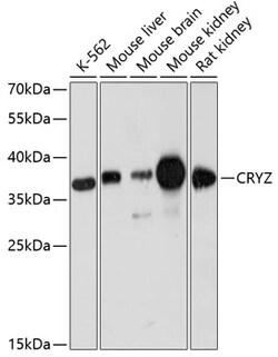 ABclonal Technology&nbsp;CRYZ Rabbit pAb
