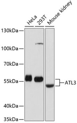ABclonal Technology&nbsp;ATL3 Rabbit pAb