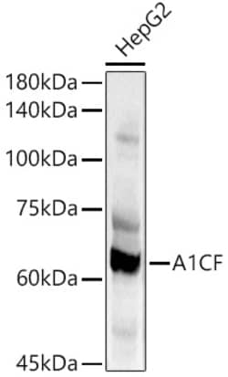 ABclonal Technology&nbsp;A1CF Rabbit pAb