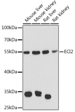 ABclonal Technology&nbsp;ECI2 Rabbit pAb