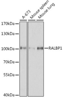 ABclonal Technology&nbsp;[KO Validated] RALBP1 Rabbit pAb