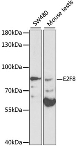 ABclonal Technology&nbsp;E2F8 Rabbit pAb