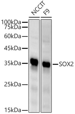 ABclonal Technology&nbsp;SOX2 Rabbit pAb