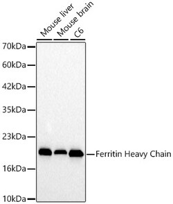 ABclonal Technology&nbsp;Ferritin Heavy Chain Rabbit pAb