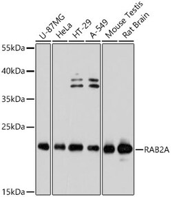 ABclonal Technology&nbsp;RAB2A Rabbit pAb