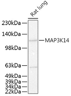 ABclonal Technology&nbsp;MAP3K14 Rabbit pAb