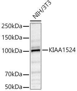 ABclonal Technology&nbsp;KIAA1524 Rabbit pAb