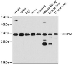 ABclonal Technology&nbsp;SNRPA1 Rabbit pAb