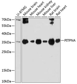 ABclonal Technology&nbsp;PITPNA Rabbit pAb