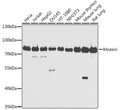 ABclonal Technology&nbsp;Moesin Rabbit pAb