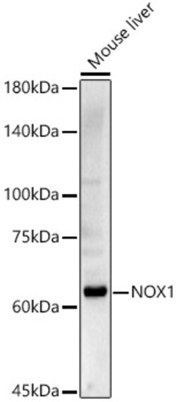 ABclonal Technology&nbsp;NOX1 Rabbit pAb