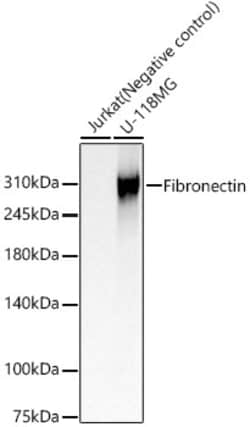 ABclonal Technology&nbsp;Fibronectin Rabbit pAb
