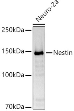 ABclonal Technology&nbsp;Nestin Rabbit pAb