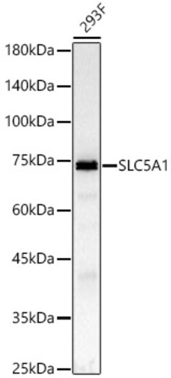 ABclonal Technology&nbsp;SLC5A1 Rabbit pAb