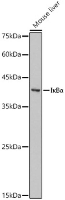 ABclonal Technology&nbsp;IκBα Rabbit pAb