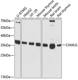 ABclonal Technology&nbsp;CAMLG Rabbit pAb