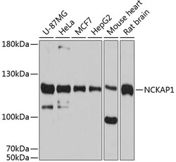 ABclonal Technology&nbsp;NCKAP1 Rabbit pAb