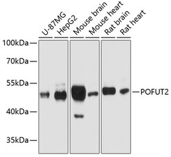 ABclonal Technology&nbsp;POFUT2 Rabbit pAb