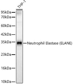 ABclonal Technology&nbsp;Neutrophil Elastase (ELANE) Rabbit pAb
