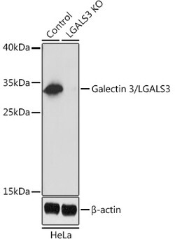 ABclonal Technology&nbsp;[KO Validated] Galectin 3/LGALS3 Rabbit pAb