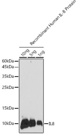 ABclonal Technology&nbsp;IL8 Rabbit pAb