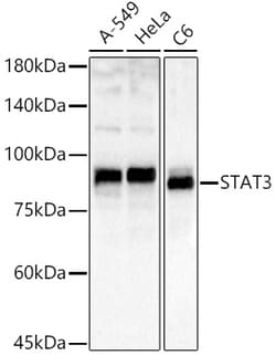 ABclonal Technology&nbsp;STAT3 Rabbit pAb