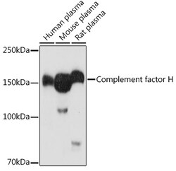 ABclonal Technology&nbsp;Complement factor H Rabbit pAb