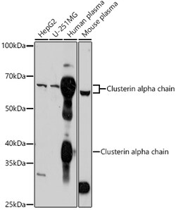 ABclonal Technology&nbsp;Clusterin Rabbit pAb