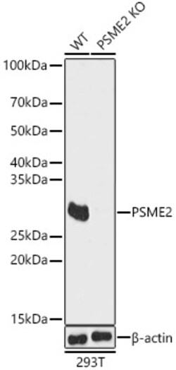 ABclonal Technology&nbsp;[KO Validated] PSME2 Rabbit pAb
