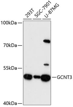ABclonal Technology&nbsp;GCNT3 Rabbit pAb