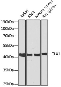 ABclonal Technology&nbsp;TLX1 Rabbit pAb