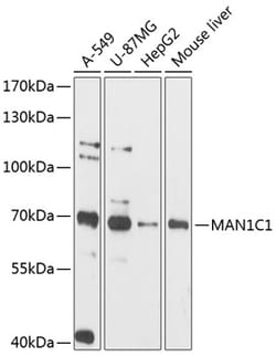 ABclonal Technology&nbsp;MAN1C1 Rabbit pAb