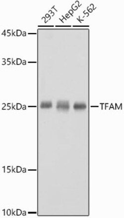 ABclonal Technology&nbsp;TFAM Rabbit pAb