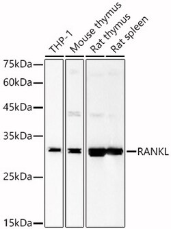 ABclonal Technology&nbsp;RANKL Rabbit pAb
