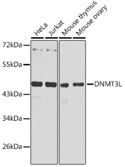 ABclonal Technology&nbsp;DNMT3L Rabbit pAb