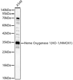 ABclonal Technology&nbsp;Heme Oxygenase 1 (HO-1/HMOX1) Rabbit pAb