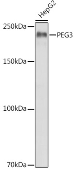 ABclonal Technology&nbsp;PEG3 Rabbit pAb