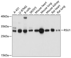 ABclonal Technology&nbsp;RSU1 Rabbit pAb