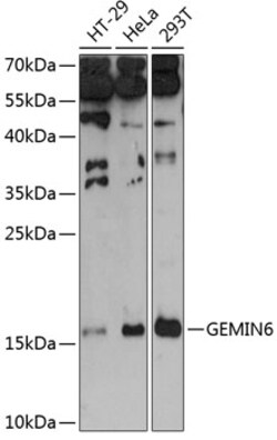 ABclonal Technology&nbsp;GEMIN6 Rabbit pAb