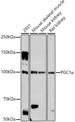 ABclonal Technology&nbsp;PGC1α Rabbit pAb