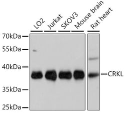 ABclonal Technology&nbsp;CRKL Rabbit pAb