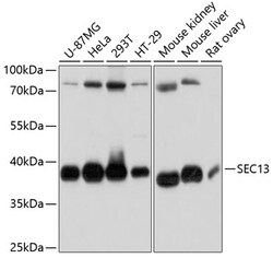ABclonal Technology&nbsp;SEC13 Rabbit pAb