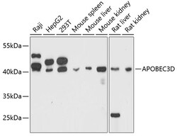 ABclonal Technology&nbsp;APOBEC3D Rabbit pAb