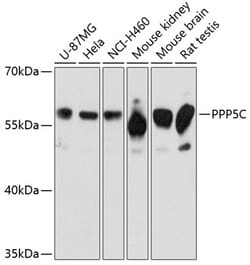 ABclonal Technology&nbsp;PPP5C Rabbit pAb