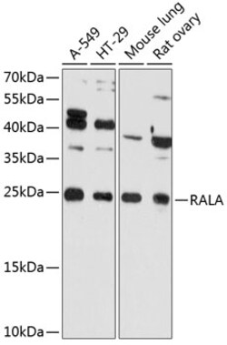 ABclonal Technology&nbsp;RALA Rabbit pAb